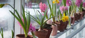 Lee más sobre el artículo Flores a domicilio Ponferrada: guía práctica, tipos de ramos y cuándo regalar