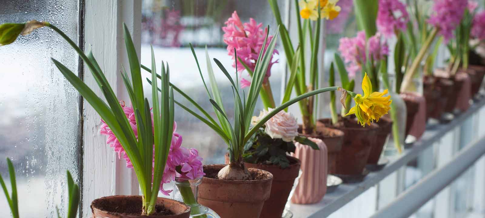 En este momento estás viendo Flores a domicilio Ponferrada: guía práctica, tipos de ramos y cuándo regalar